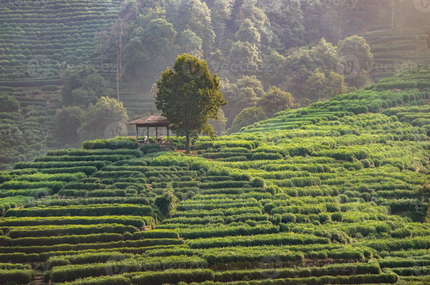 Tea plantation on the mountain photo