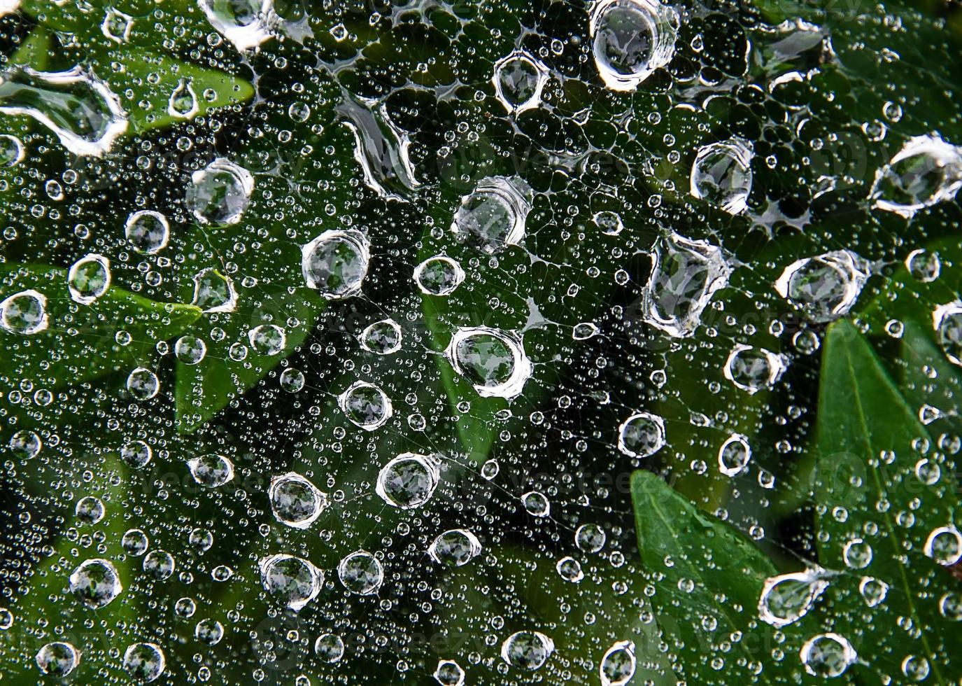 The spider web with dew drops. Abstract background photo