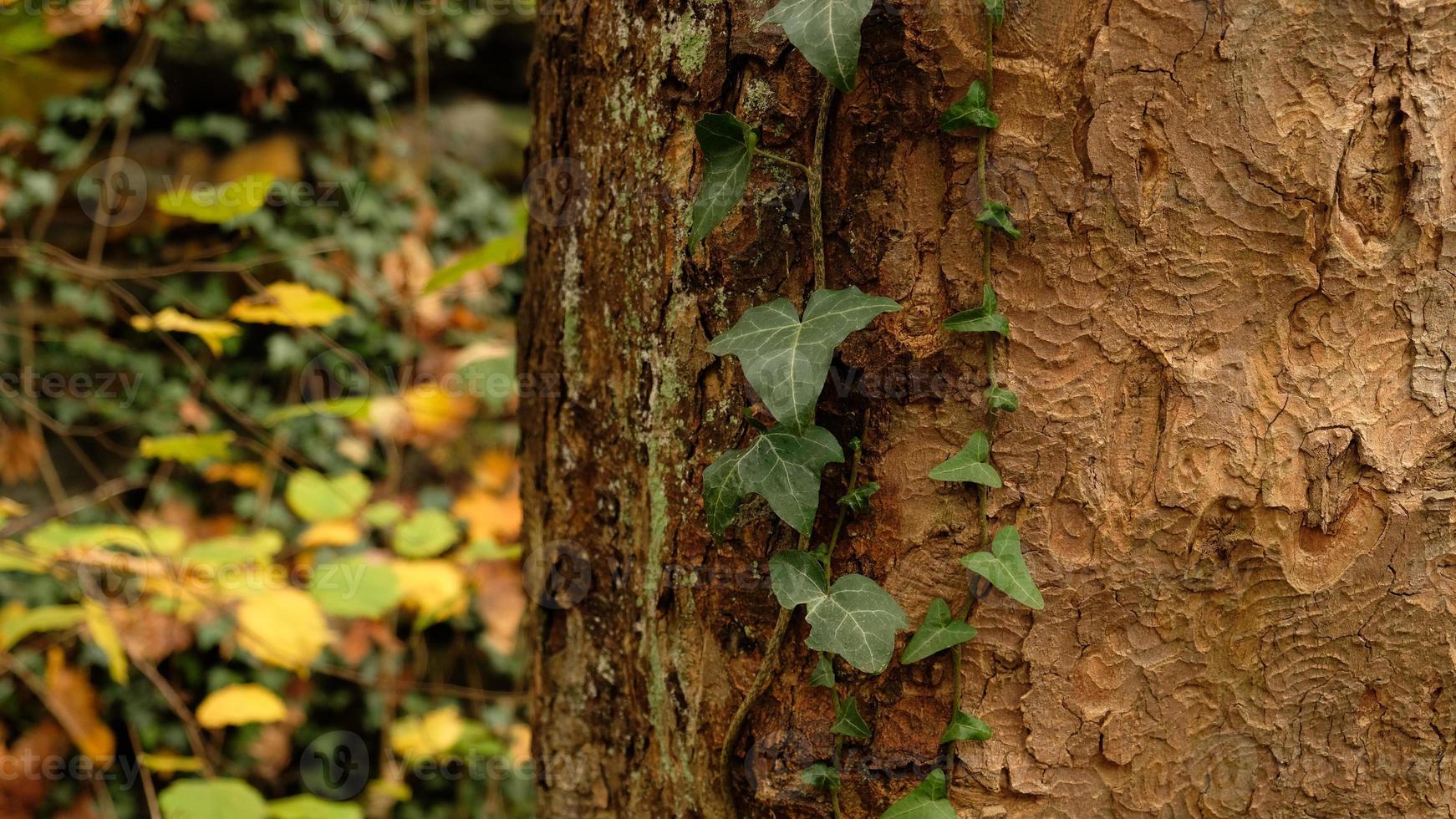 Tree bark pattern, brown natural background. Wooden textured background of tree trunk. Green ivy leaves on tree trunk in fall forest. Textured background of leaves. Selective focus. photo