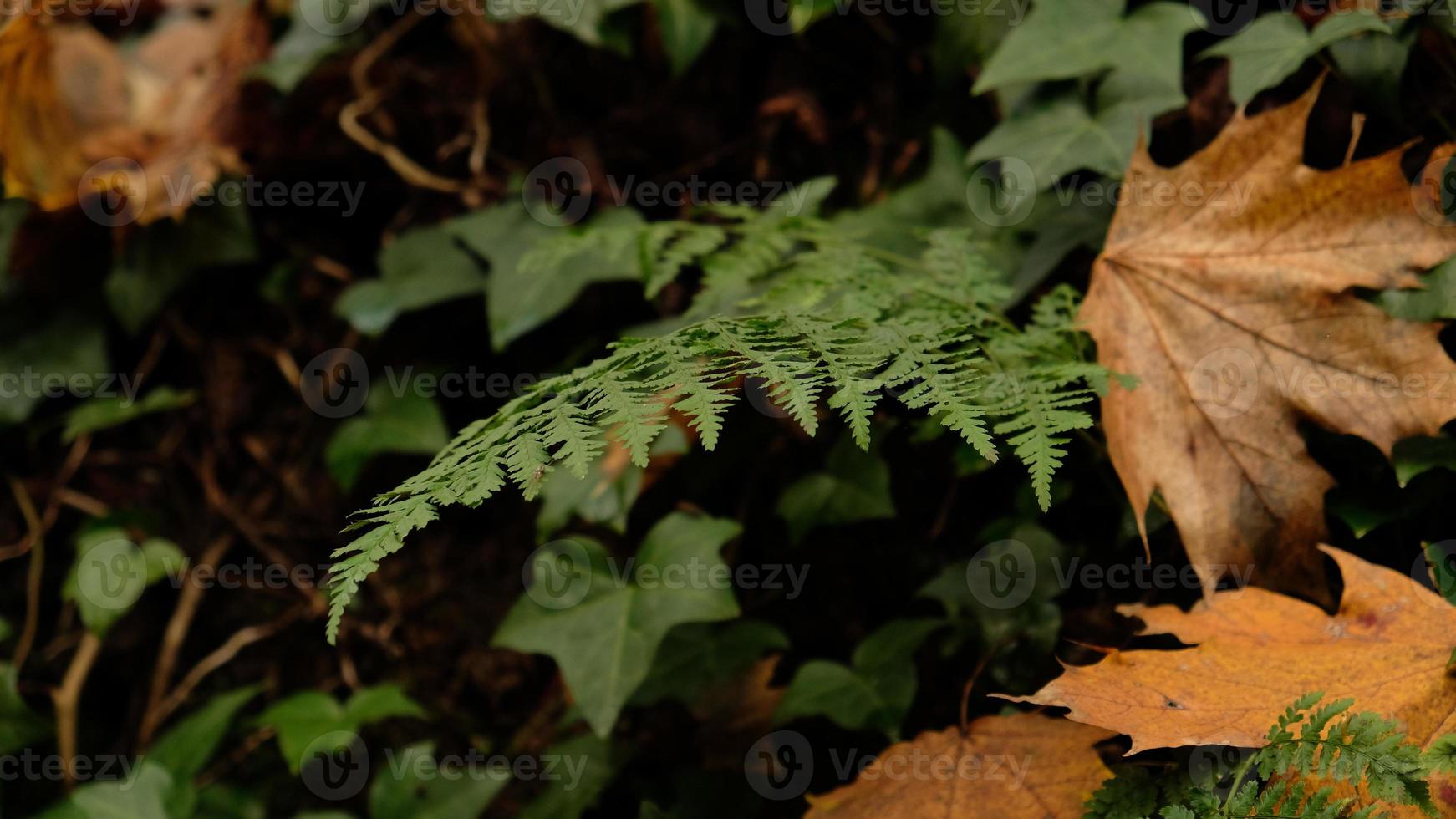 verde helecho hojas, natural floral helecho en otoño bosque. natural matorrales, floral resumen antecedentes. Perfecto natural helecho modelo. hermosa antecedentes hecho con joven verde helecho hojas. foto