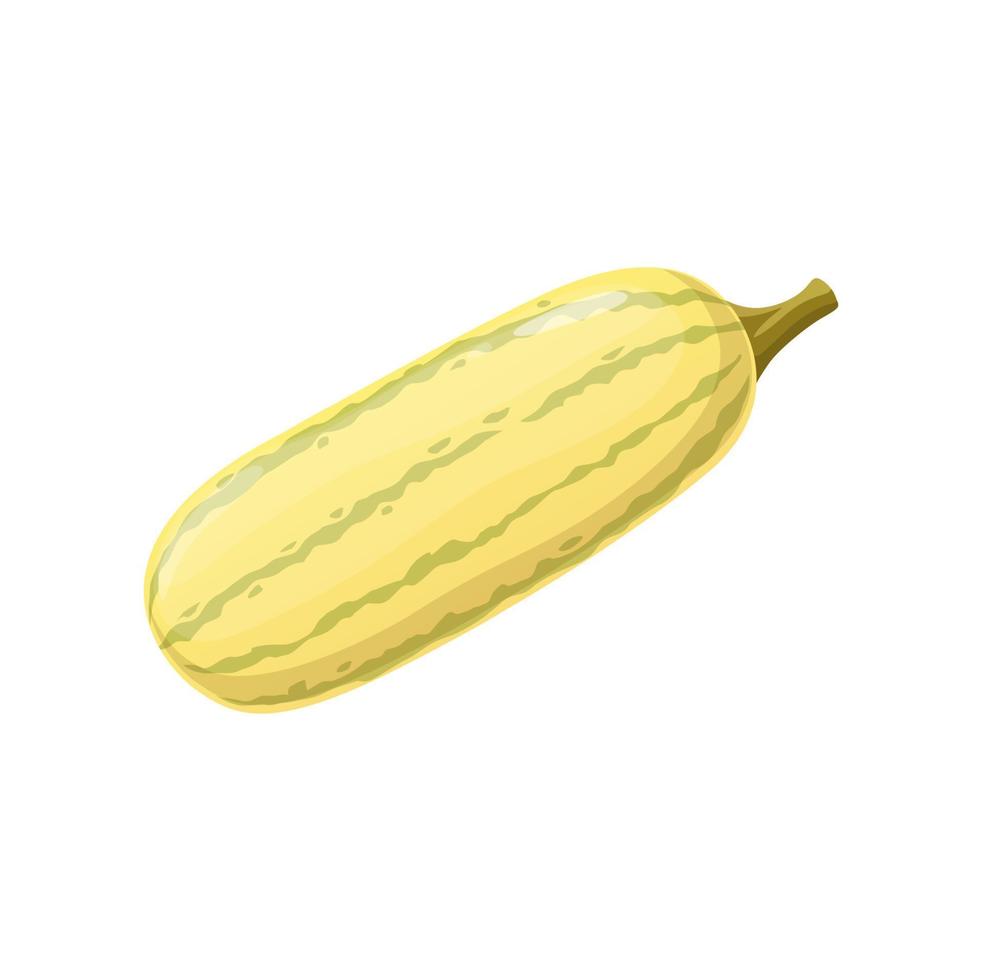 Cartoon raw zucchini vegetable, farm veggie squash vector