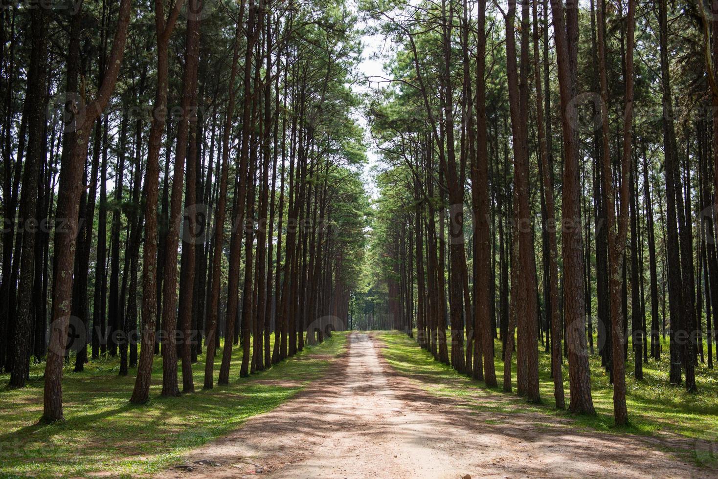 Pine Tree Forest photo