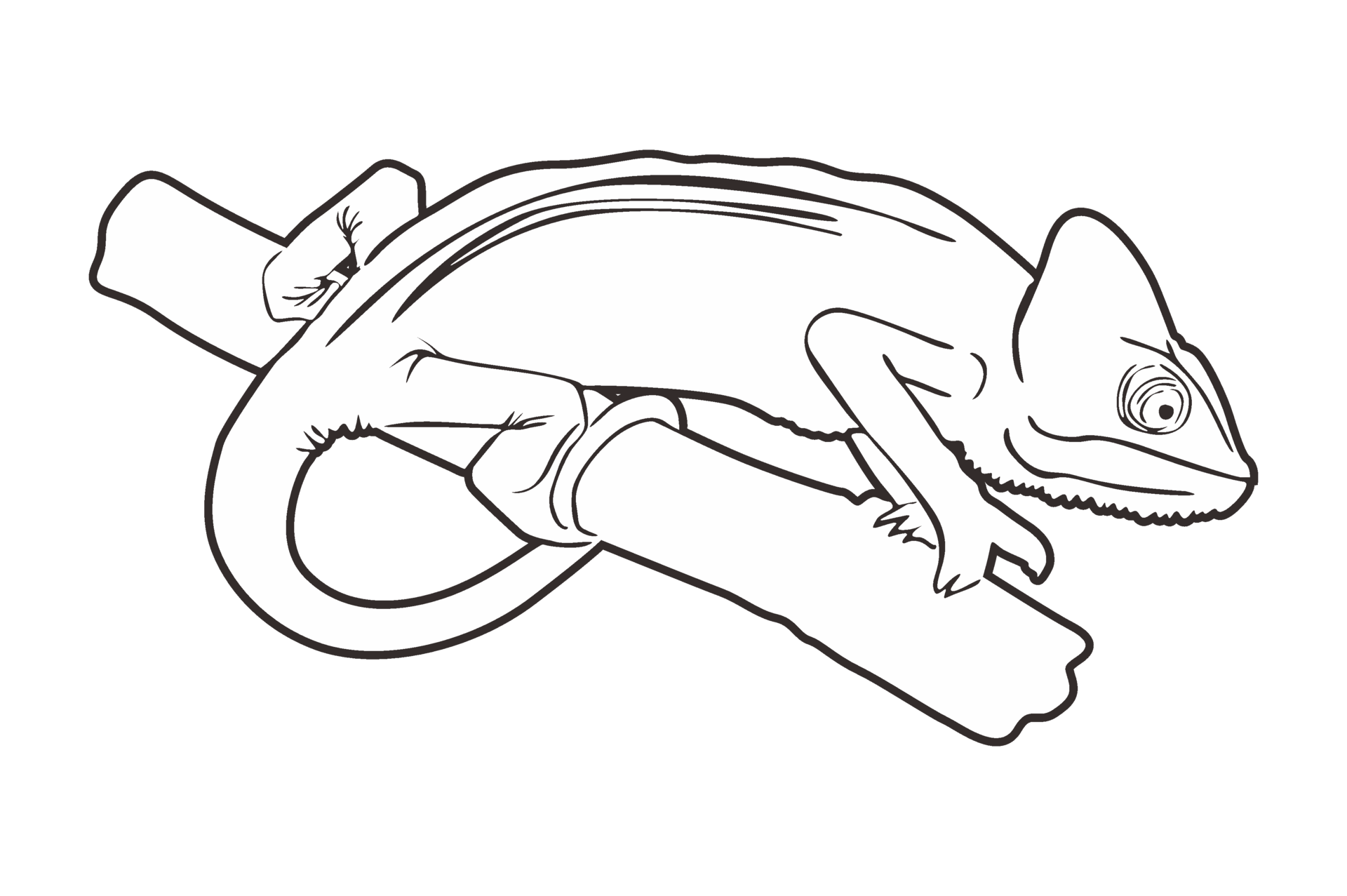 Free Reptile Animal - Chameleon Line Art 22034538 PNG with Transparent
