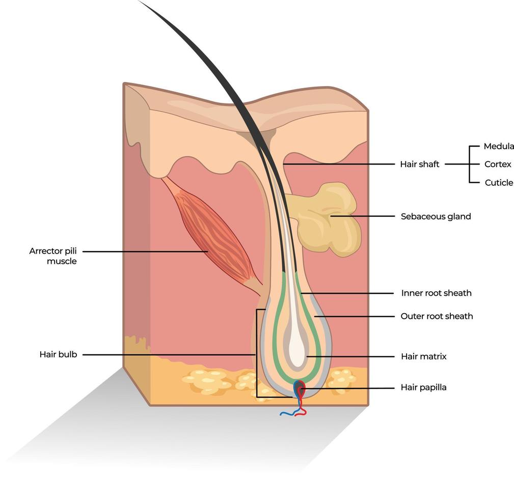 Human Skin and hair anatomy vector illustration