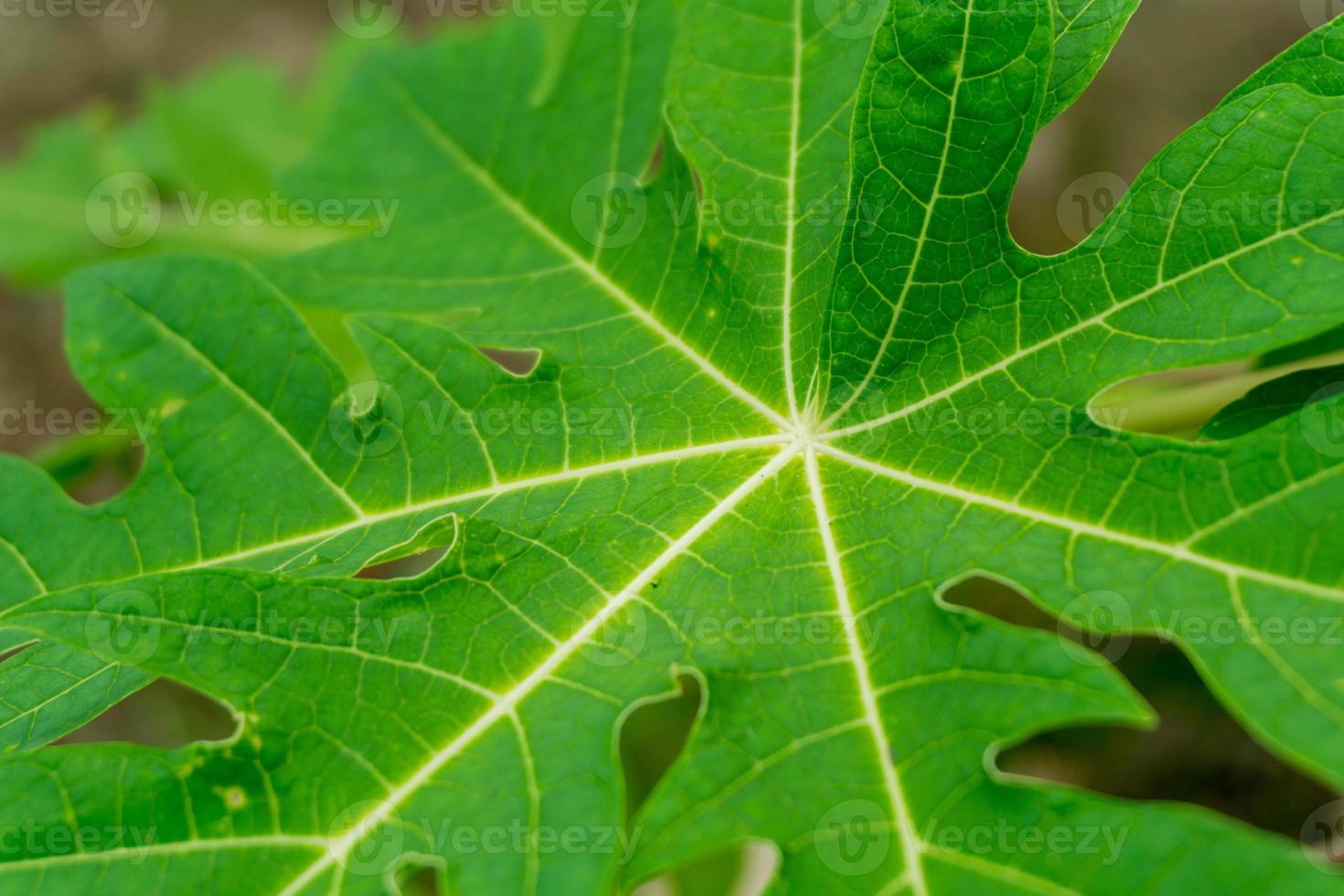 fresh green cassava leaves in the garden. photo