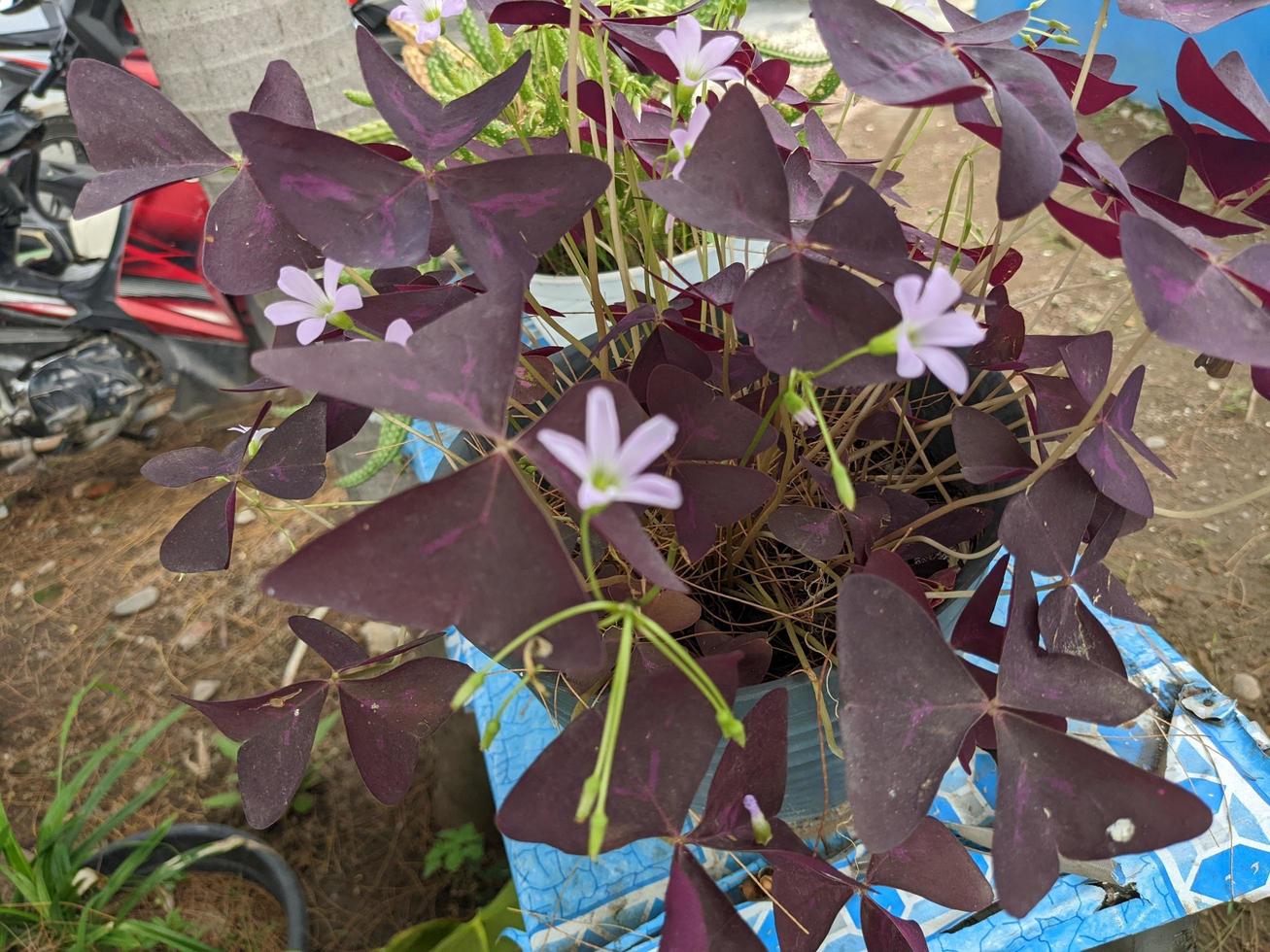 Close up photo of purple flower with violet leaf. The photo is suitable to use for decorative flower background and nature content media.