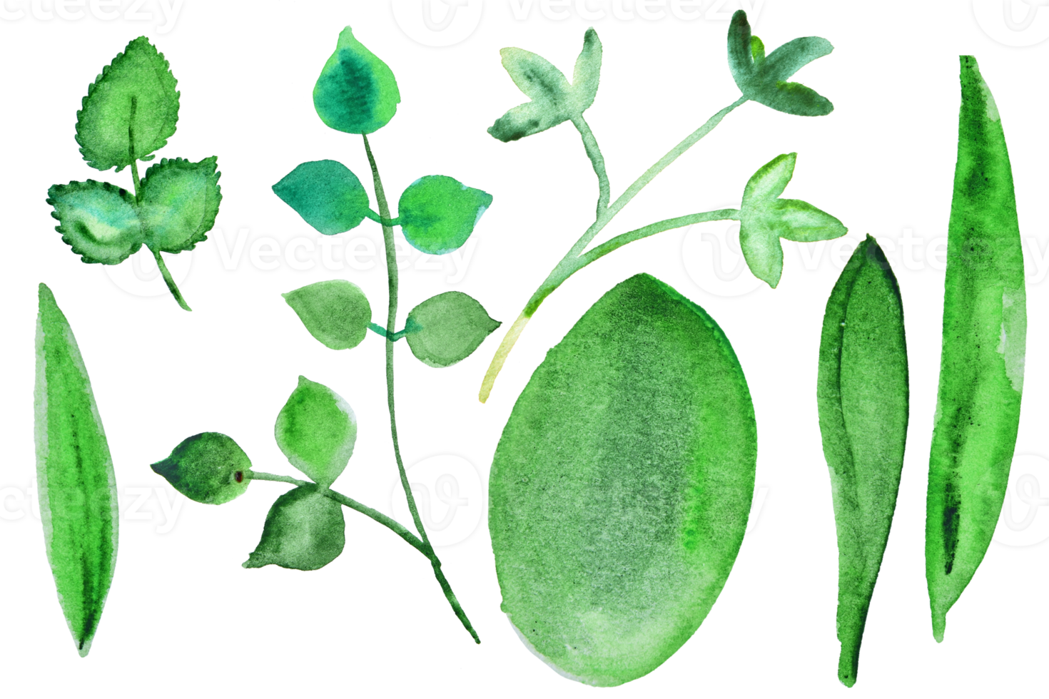 Different form of green watercolor leaves  clipart on white. Set of hand drawn illustration of summer greenery. png