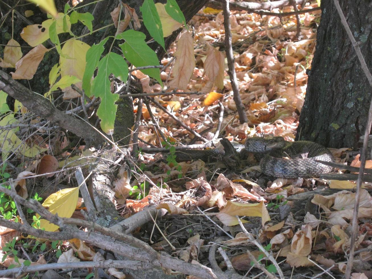 víbora serpiente en otoño hojas foto