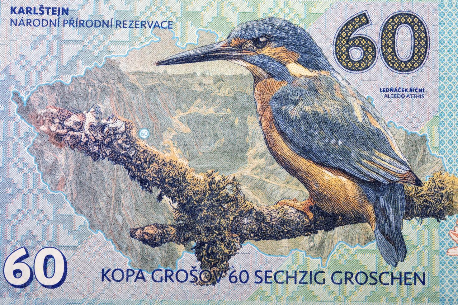 Common kingfisher from money photo