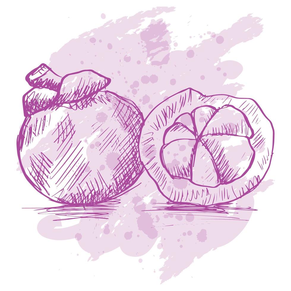 Sketch drawing Mangosteen. vector
