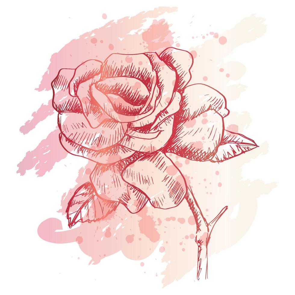 Hand drawn sketch of rose flower. vector