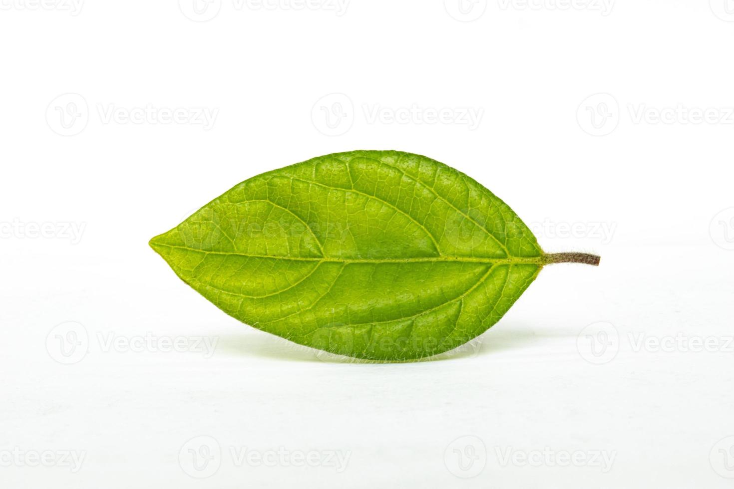 green leaf isolated on white background photo
