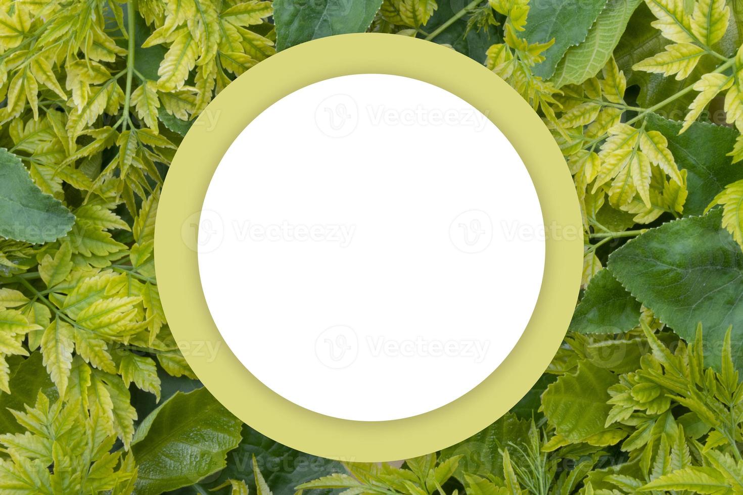 A white frame covering a background of lots of leaves photo