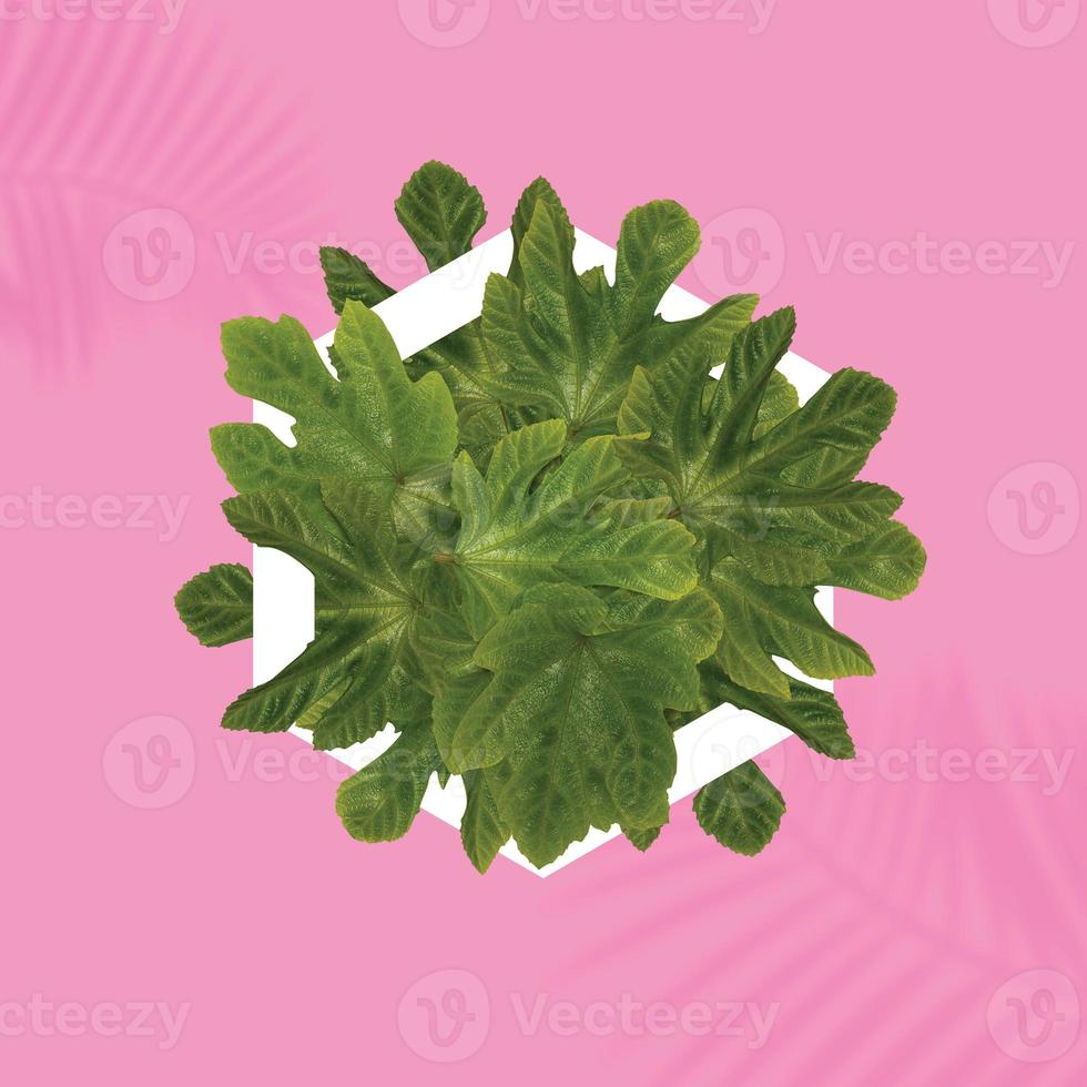Tropical background. Green leaves of plants located in a white form on a pastel beautiful pink background. There is also a shade of palm leaves photo