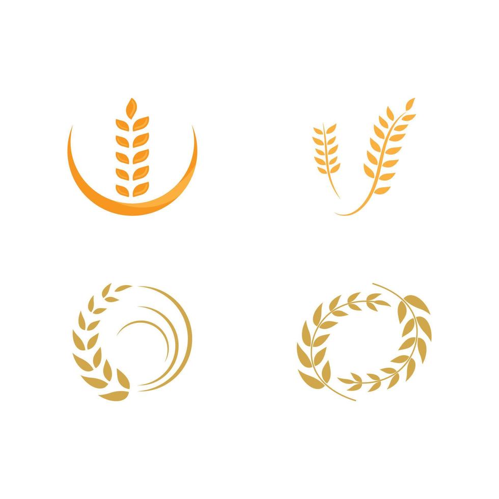 Agriculture wheat vector