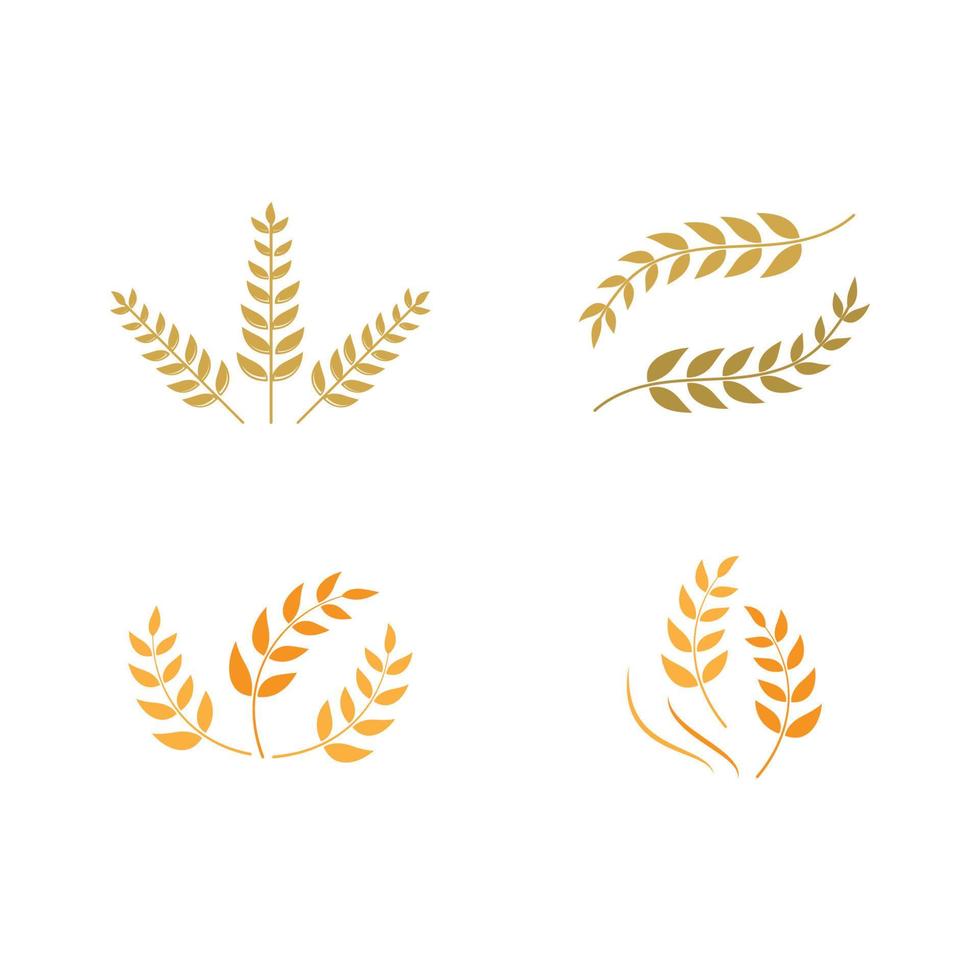 Agriculture wheat vector