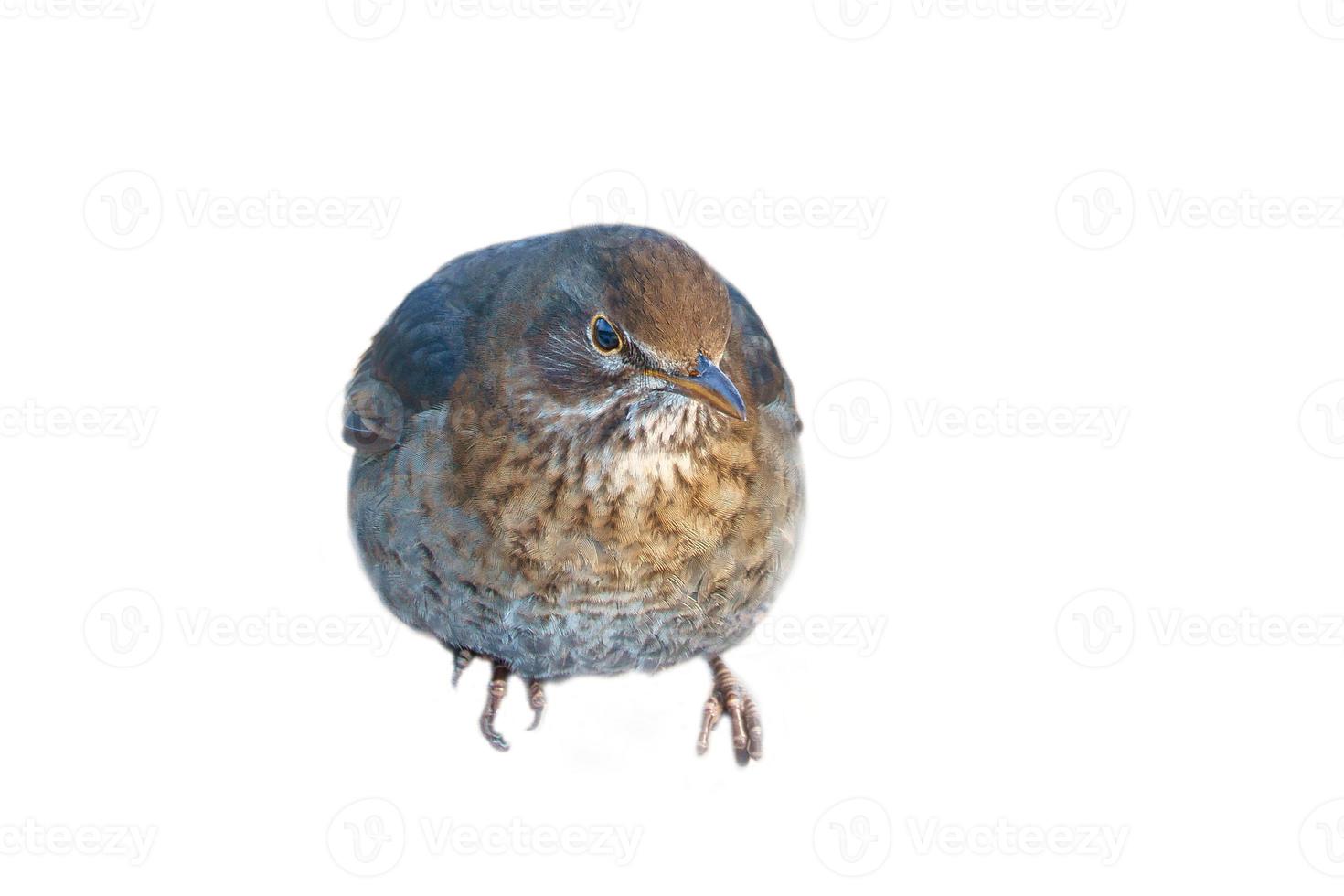 Bird thrush cropped. To use composing. Isolated animal. Brown feathers. Animal photo