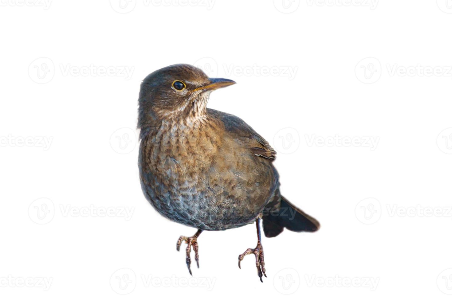 Bird thrush cropped. To use composing. Isolated animal. Brown feathers. Animal photo