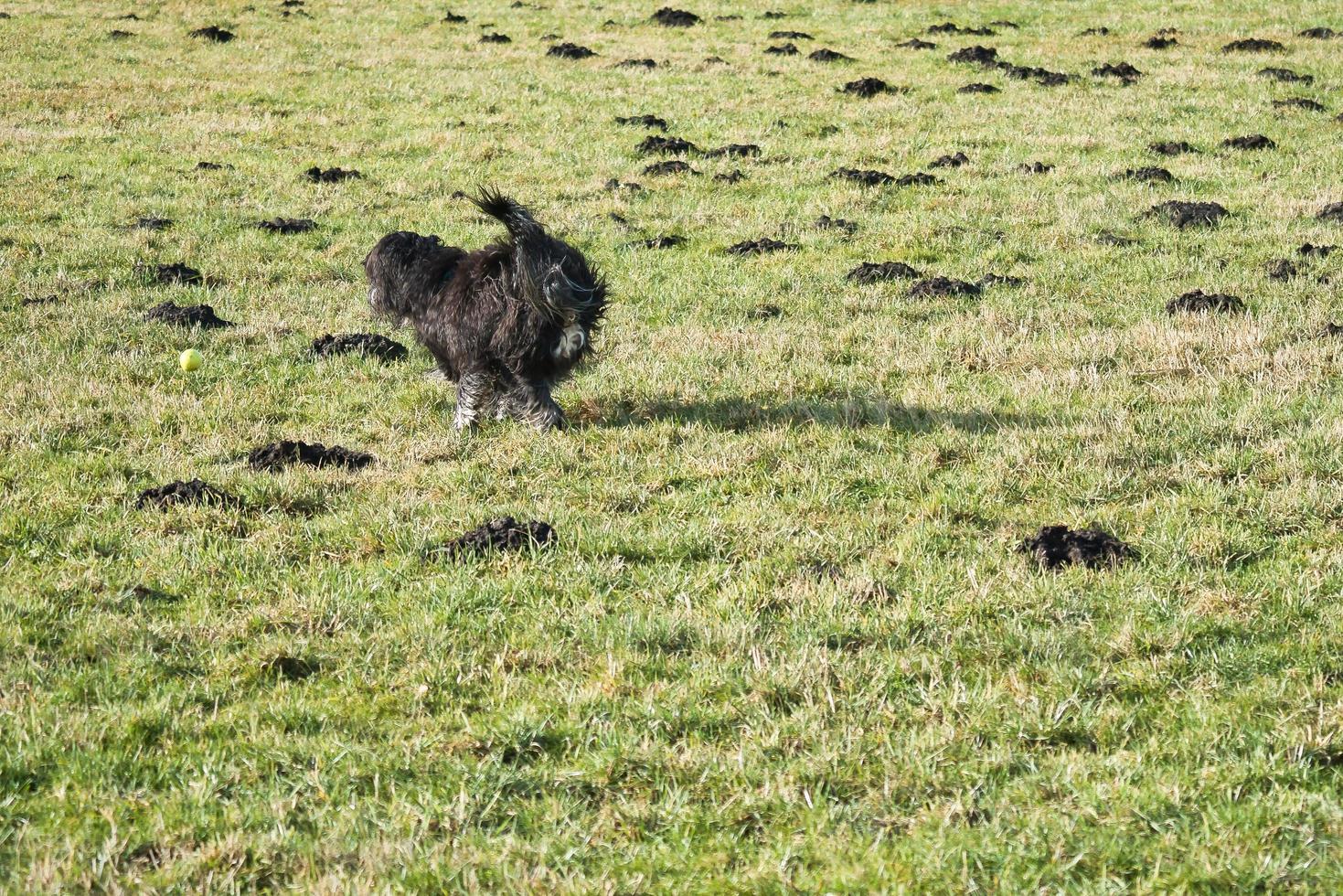 Black Goldendoddle running in a meadow while playing. Fluffy long black coat. photo