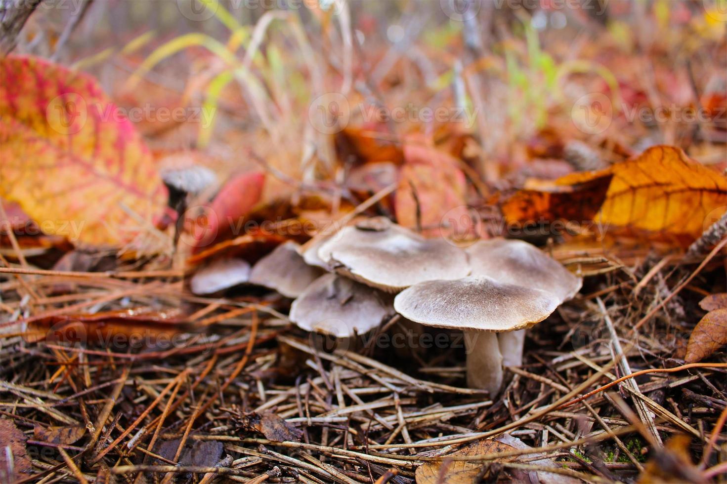 Edible mushrooms in the woods photo