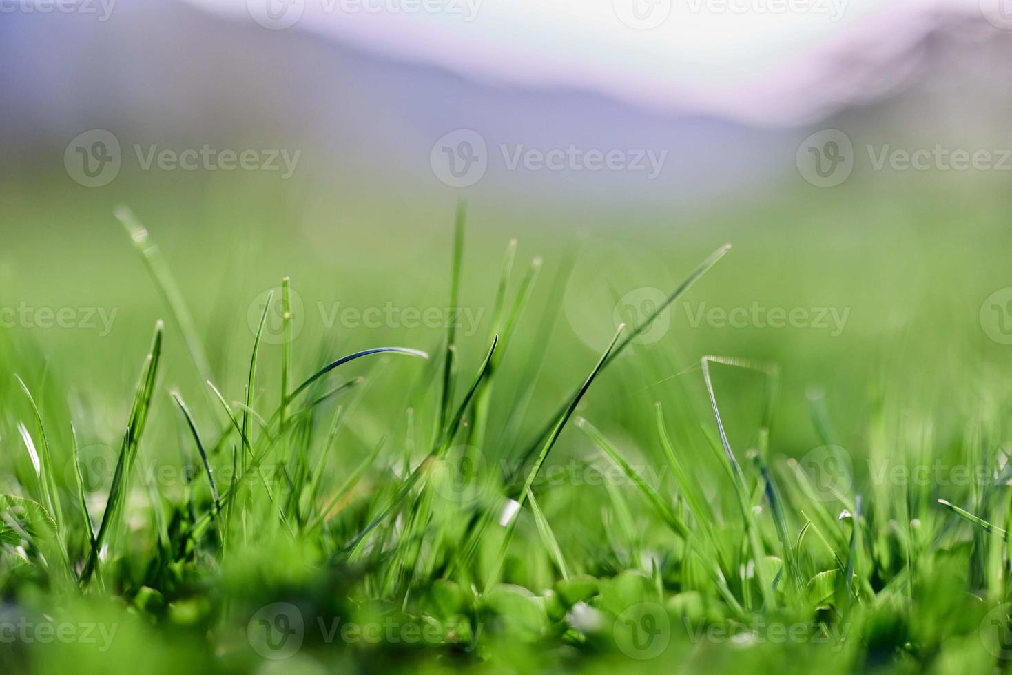 primavera naturaleza con joven verde césped en de cerca foto