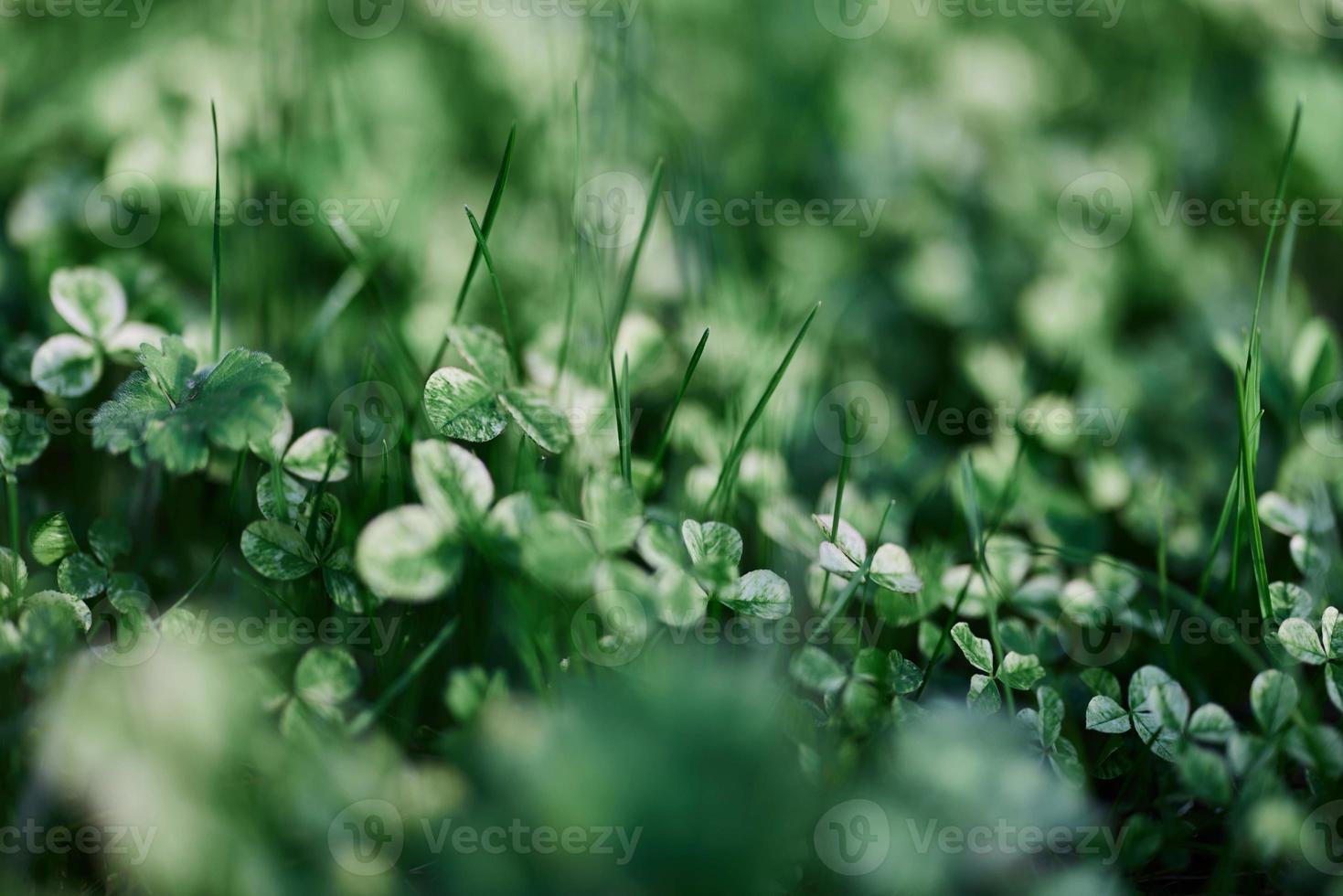 Young green clover leaf grass and myrcroclover seeds and fertilizer for a beautiful lawn in the rays of sunset summer light, stylish background design photo