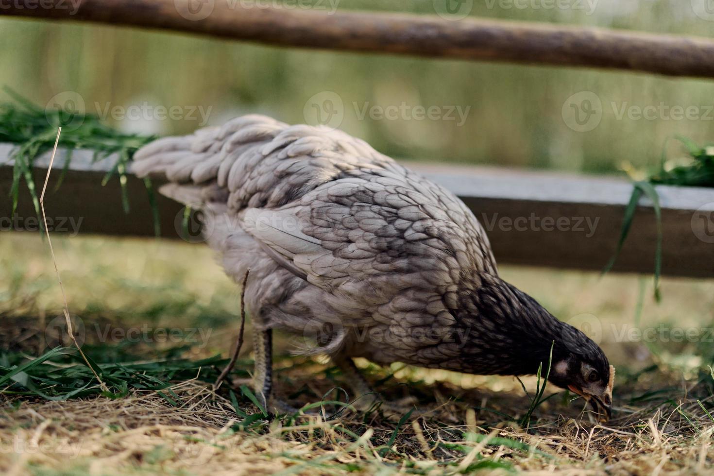 un gris gallina picoteo a Fresco orgánico alimentar desde un granja alimentador mientras en pie en verde césped en el naturaleza foto