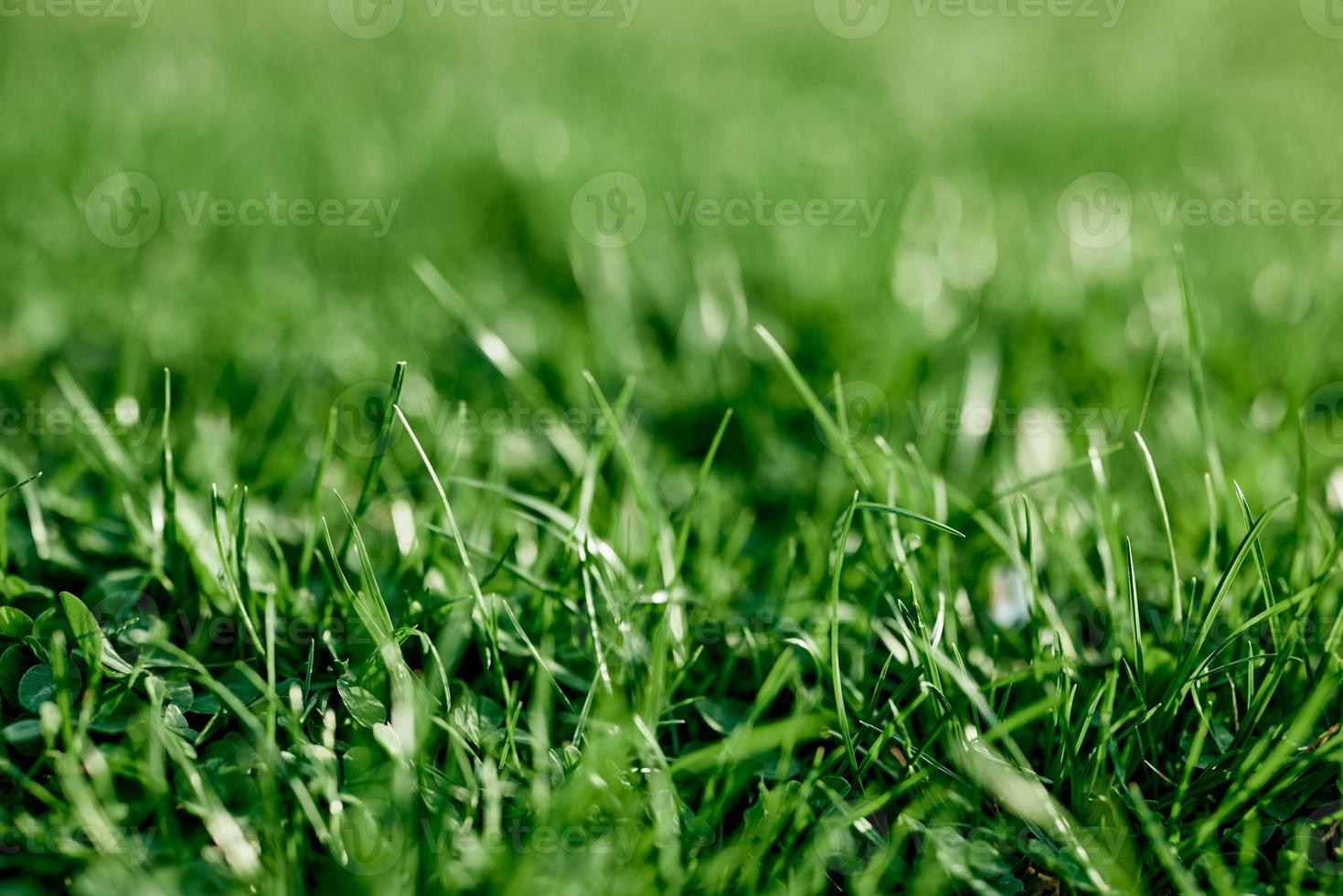 Costeffective green clover grass for landscaping the garden by the