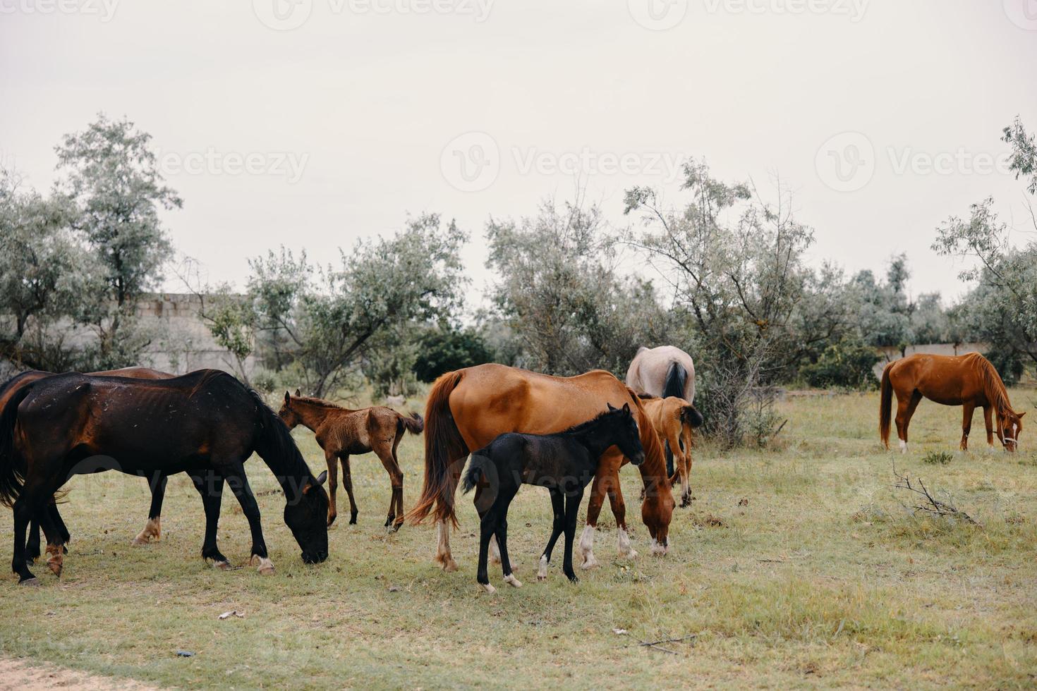 herd of horses eating grass in the ranch field mammals photo