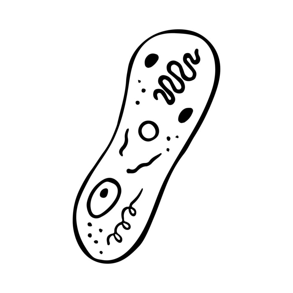 Unicellular microorganism doodle icon vector