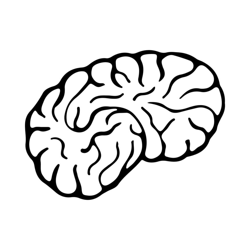 Brain doodle icon vector