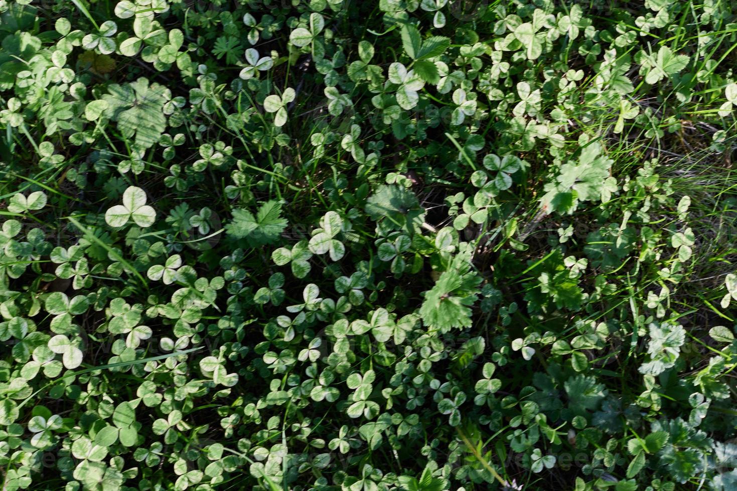 Close-up view of summer green lawn grass, microclover in sunlight photo
