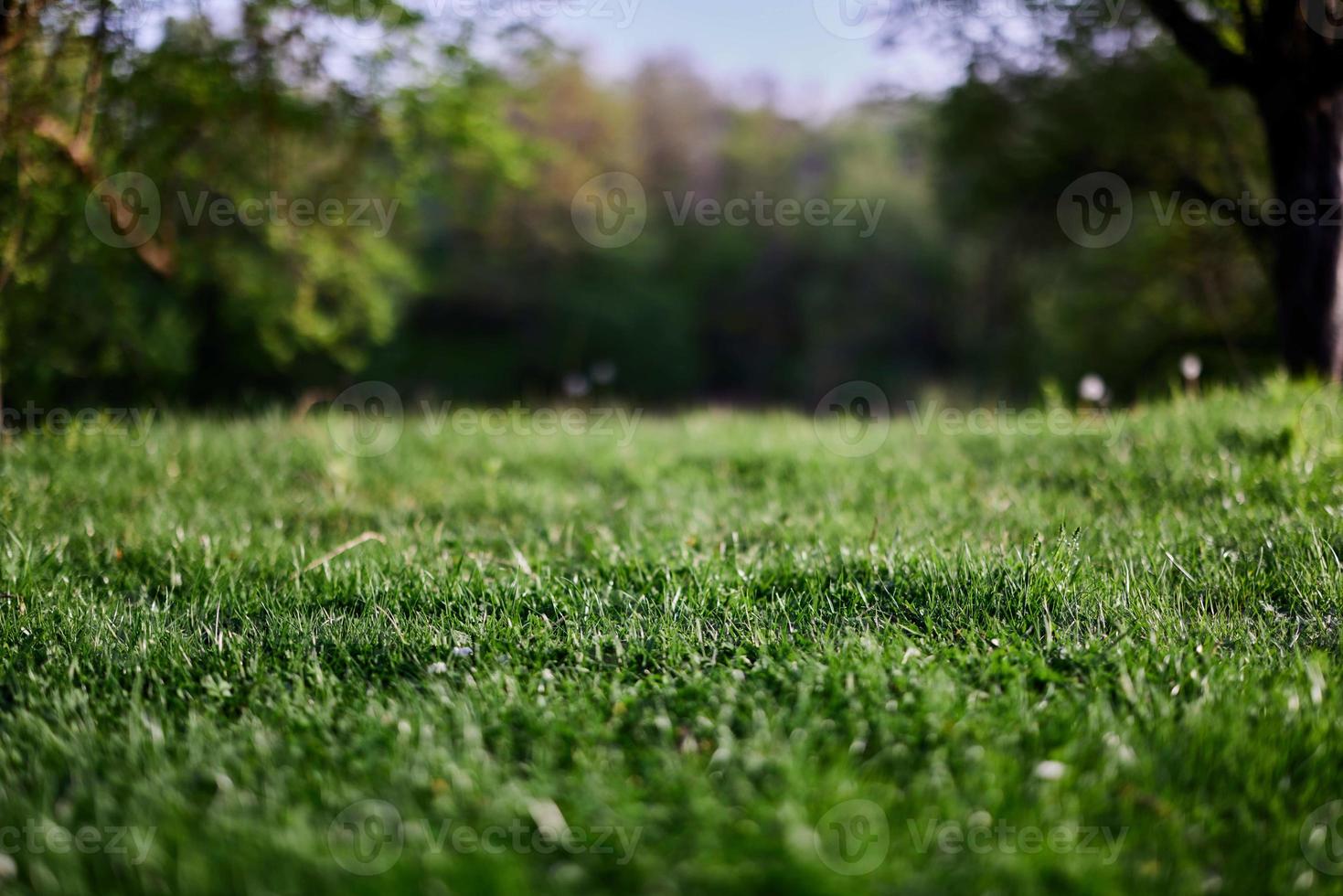 Green grass desktop screensaver, ecology and care for the environment photo