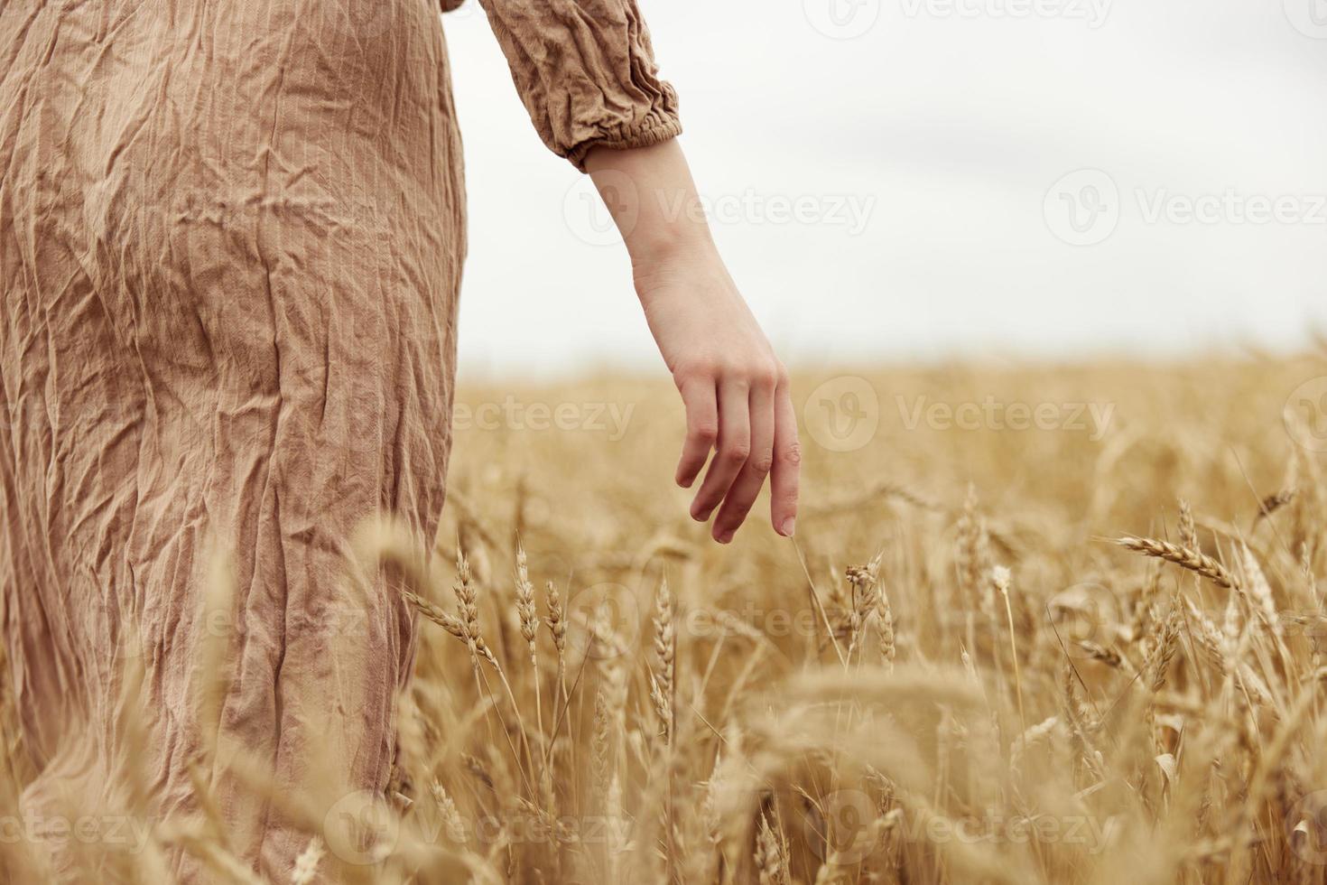 Image of spikelets in hands countryside industry cultivation autumn season concept photo