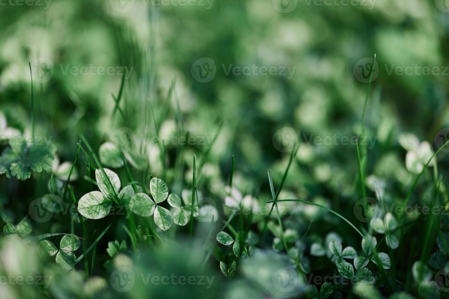 Green grass botany and nature landscaping for the home area, landscaping and taking care of nature and the environment photo