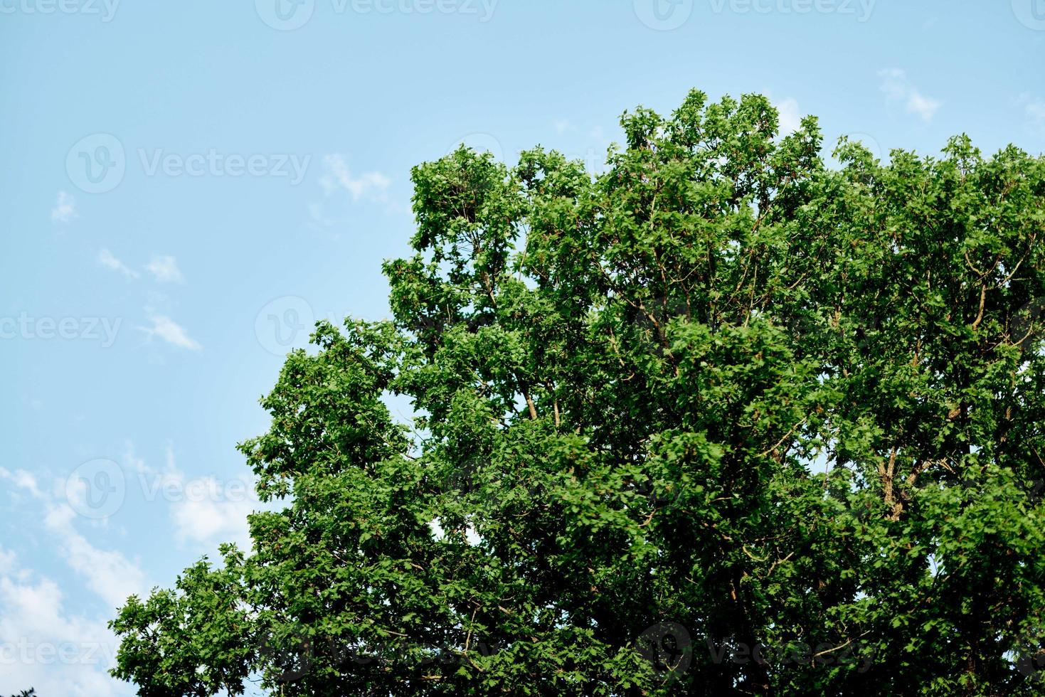 Spring green leaves on a tree against a blue sky, photo