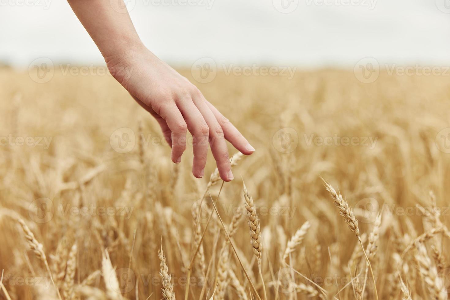 Woman hands spikelets of wheat harvesting organic endless field photo