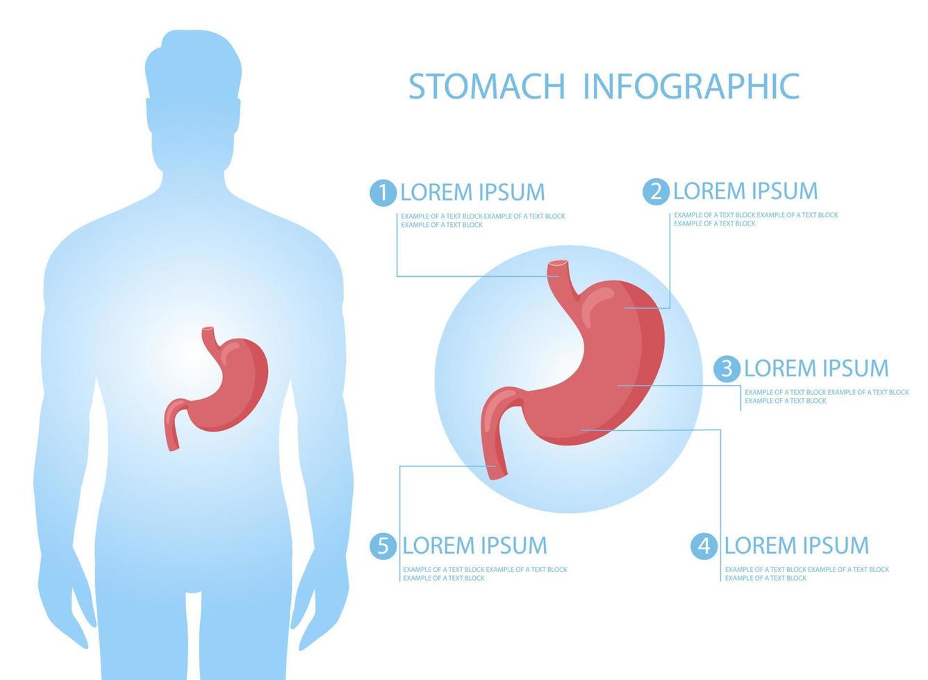 humano estómago anatomía en cuerpo diagrama vector