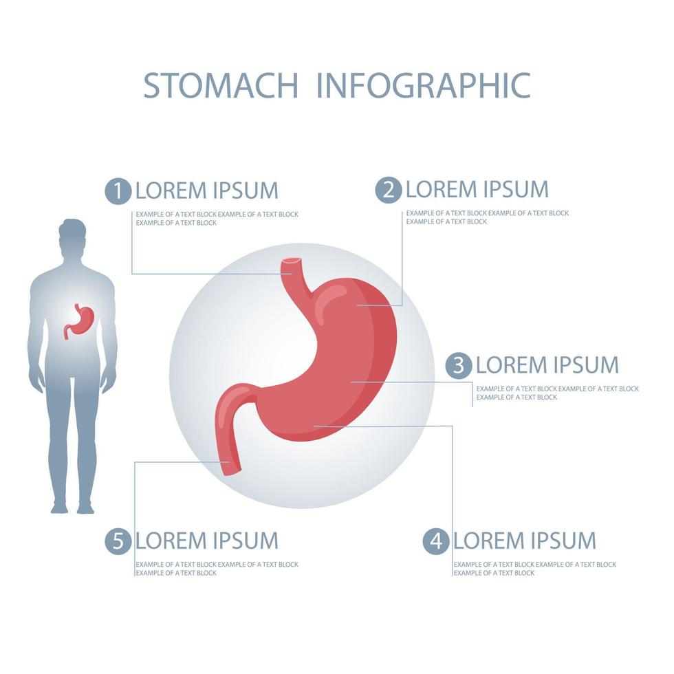 estómago en humano cuerpo infografía vector