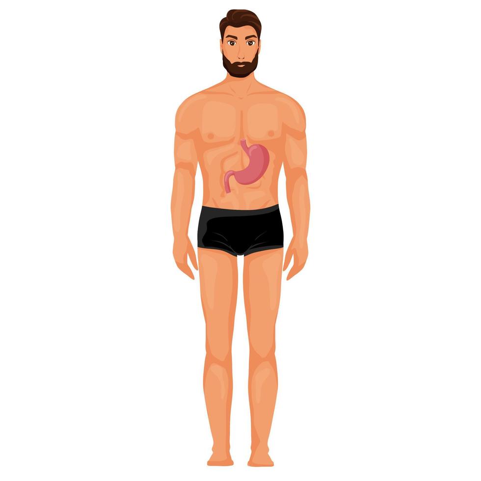 Stomach in human body illustration vector