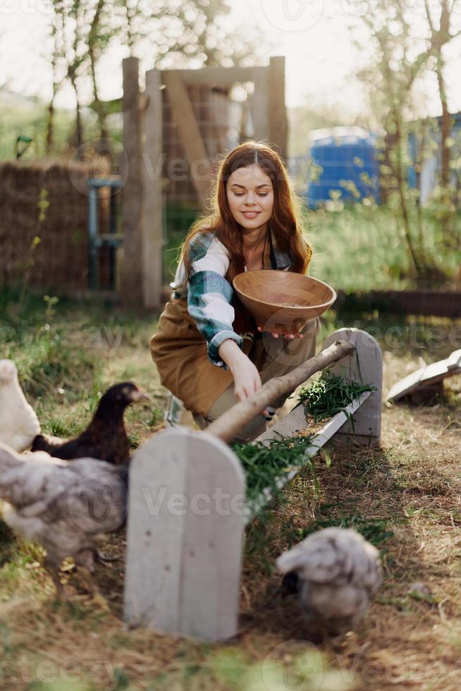 Woman farmer smiles feeds birds chickens organic food for bird health and good eggs and care for the environment, sunset light photo