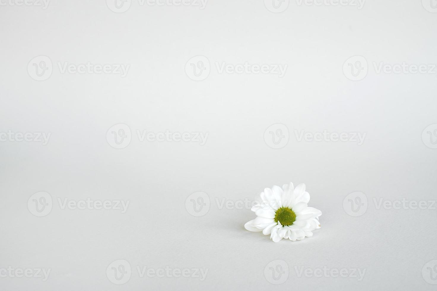 White chrysanthemum chamomile flower lies on a white background, space for text, empty space photo