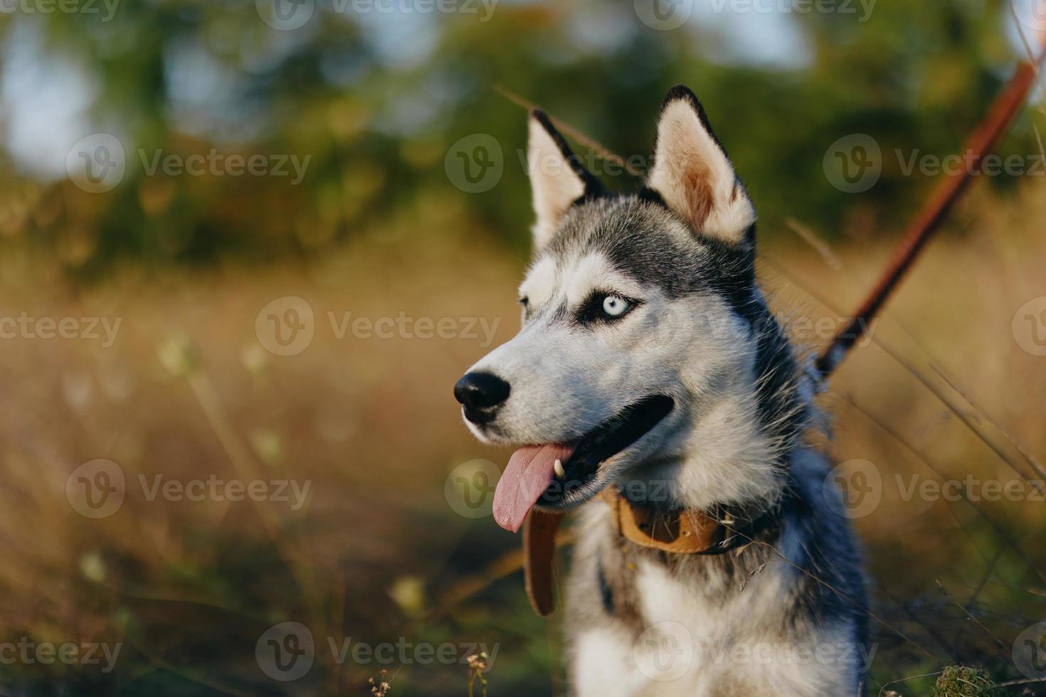 retrato de un fornido perro en naturaleza en el otoño césped con su lengua pega fuera desde fatiga dentro el puesta de sol felicidad perro foto