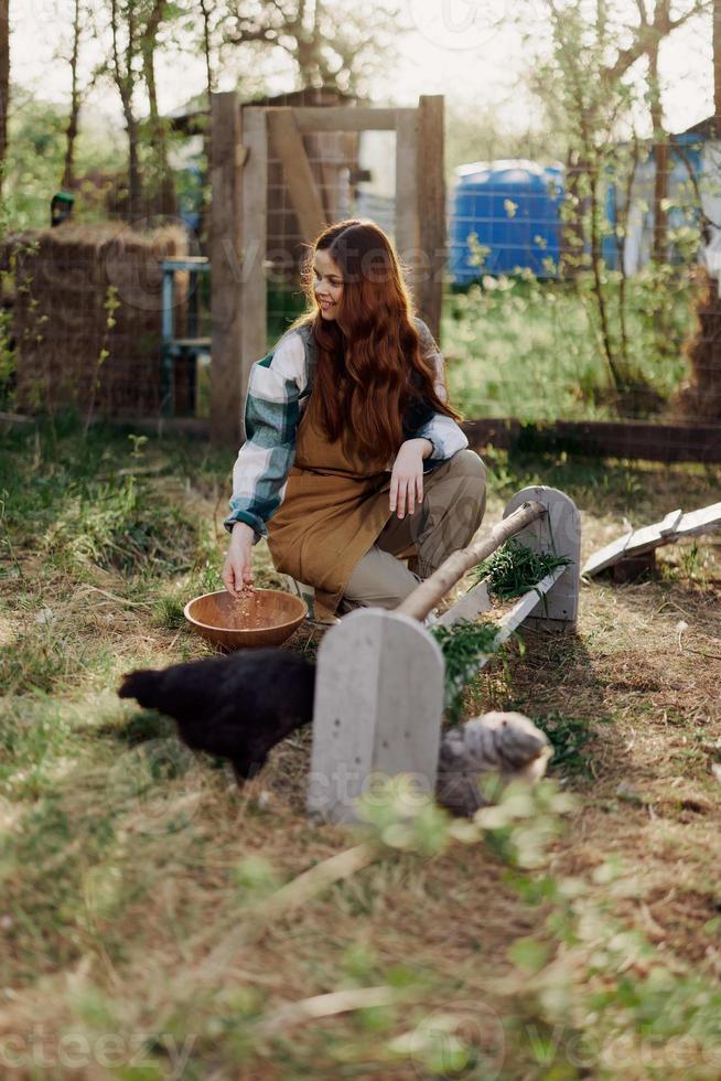 A woman pours food into a bird feeder while sitting in a chicken pen in the countryside on a summer day in the sunlight. The concept of ecological care and organic farming photo