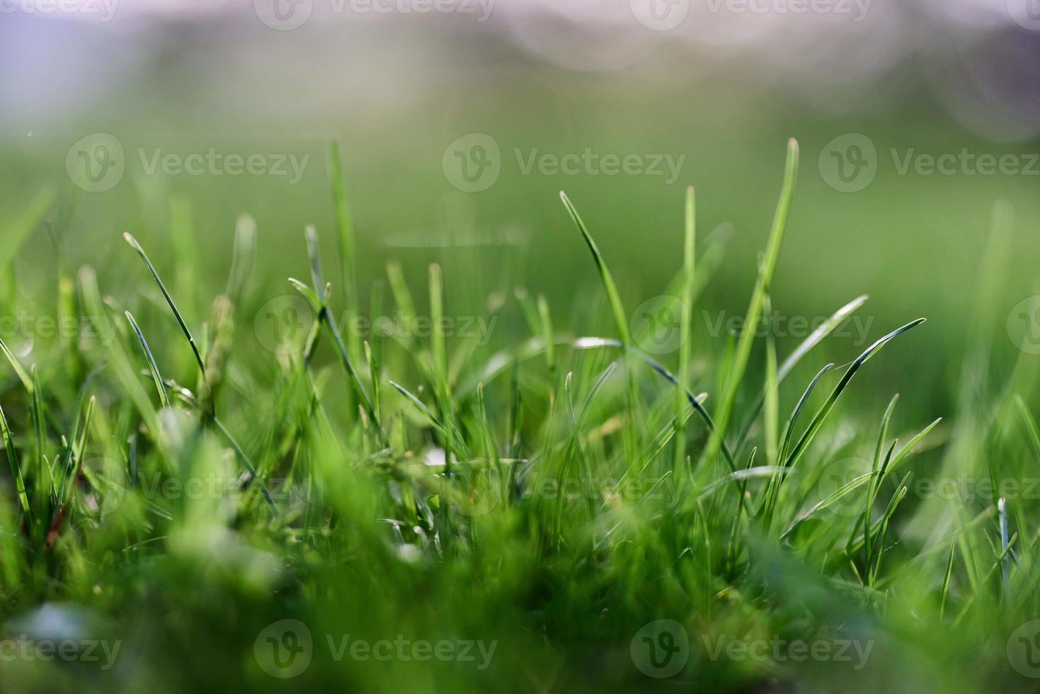 Green grass in spring, close-up photo