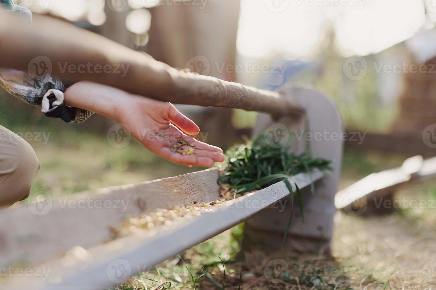 A woman works on a farm and feeds her chickens with healthy food, putting young, organic grass and compound feed into their feeders by hand to feed them photo