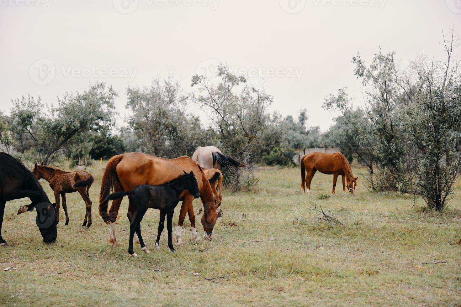 Herd of horses summer field nature landscape photo