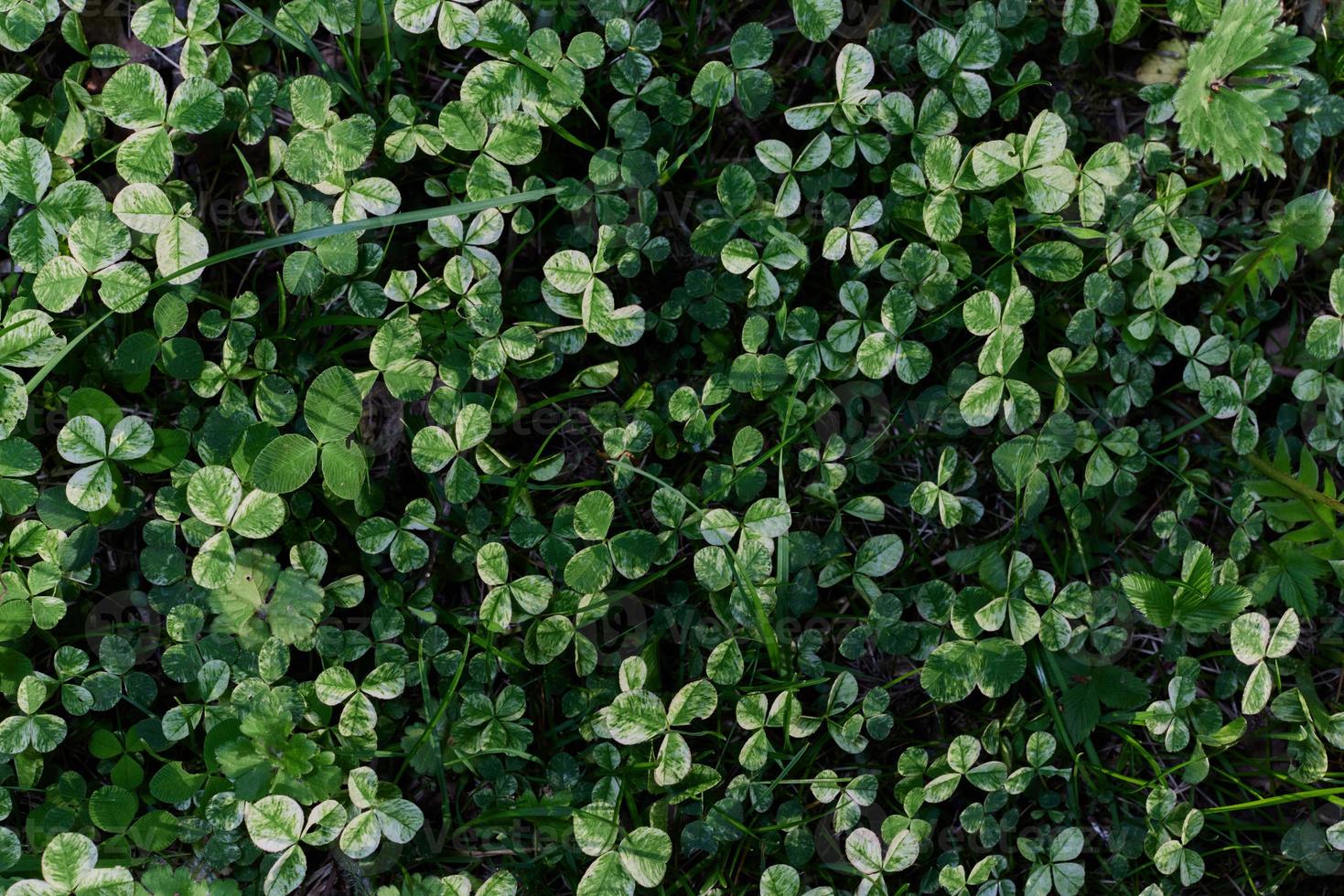 Clover grass leaves are green and freshly shot close-up of the lawn. The concept of caring for the environment and the planet photo