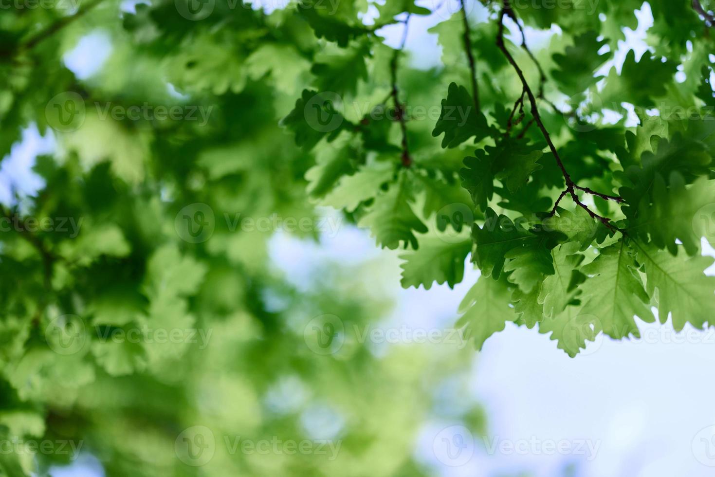 The spring nature of the big tree in the oak forest, young green leaves on the branches photo