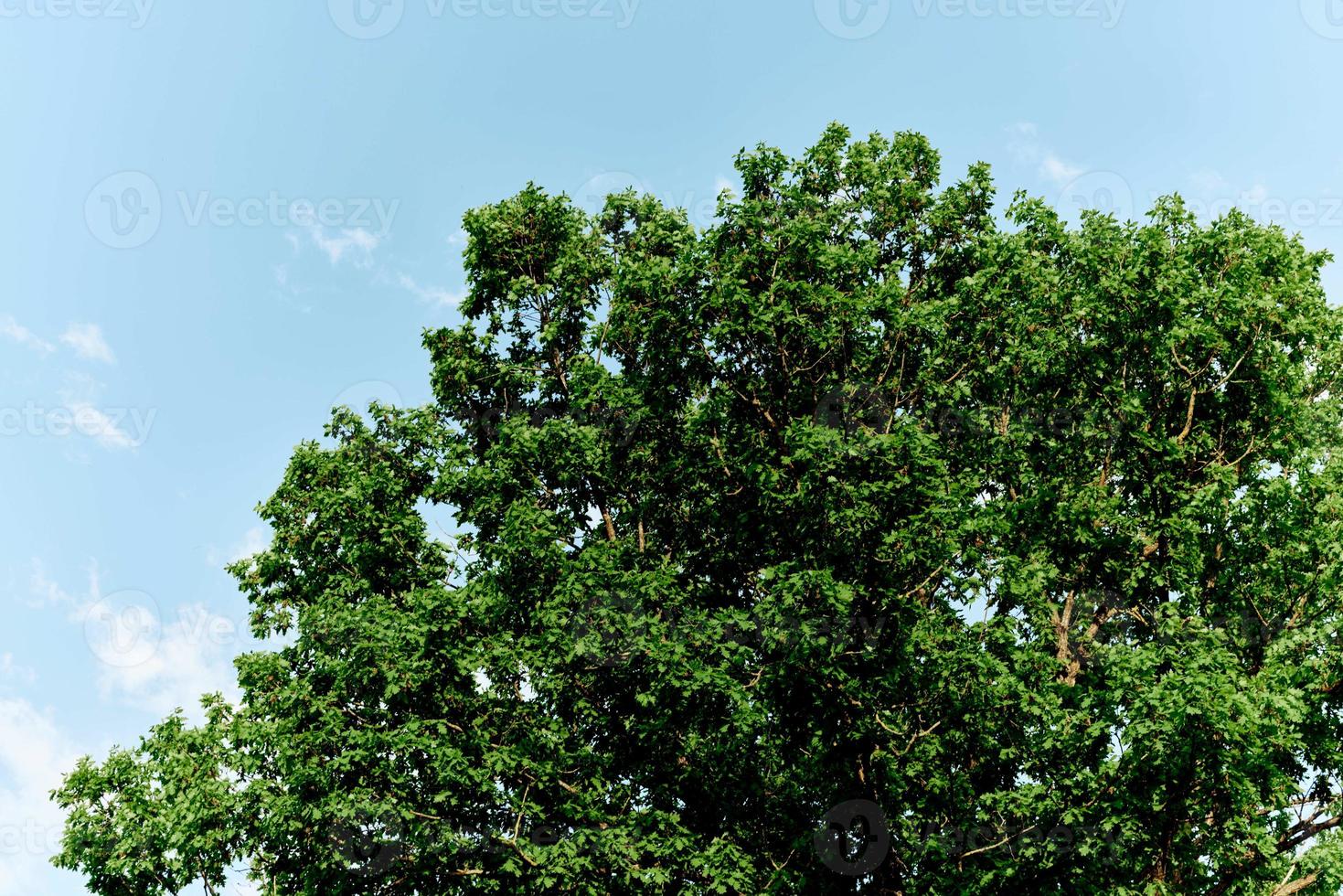 Spring green leaves on a tree against a blue sky, photo